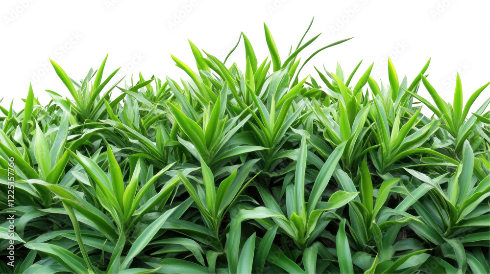 Obraz premium A dense arrangement of vibrant green plants with long, pointed leaves.