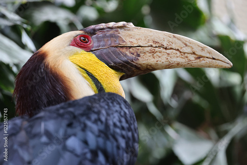 Wreathed Hornbill Rhyticeros undulatus in wild photo