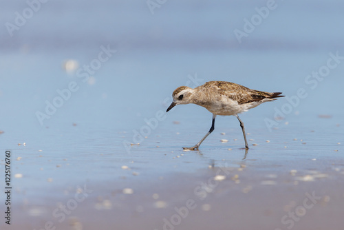 American Golden Plover (Pluvialis dominica) looking for food on the beach. photo