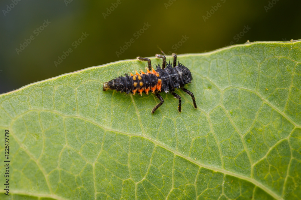 Fototapeta premium Ladybug nymph (Harmonia axyridis) on a leaf.