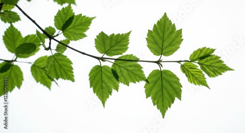 Green Leaves on Branch Against White Background