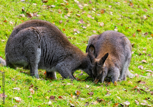 Kangaroo wallaby on a sunny green meadow