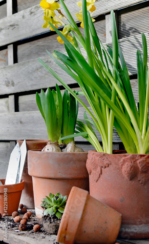potted of narcissus and Hyacinth with terra cotta flower pot on wooden backgr...