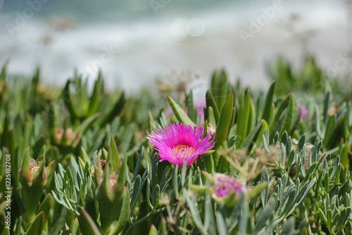 Pink flower near the sea. Carpobrotus flower on Crete island. Island sea flower. Mesembryanthemum. Pink mesembryanthemum flower. Summer seashore. Pink carpobrotus on greek coastline. photo