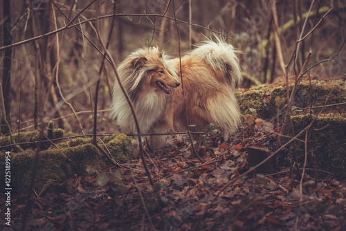 Junge rough Collies Hündin britisch sable white im Wald Winter Herbst Var. 2 photo