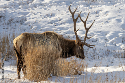 Bull elk peaking up from the snow
