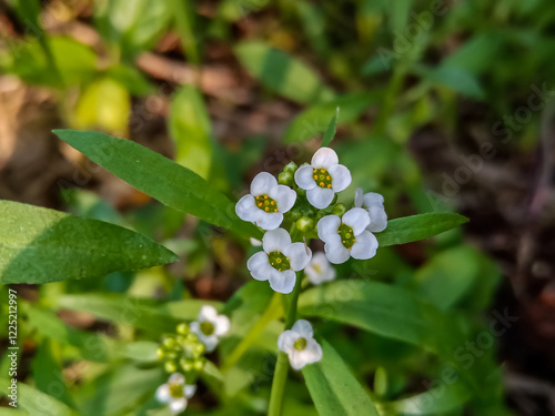 alyssum white flower plant sweet alyssum or sweet Alison