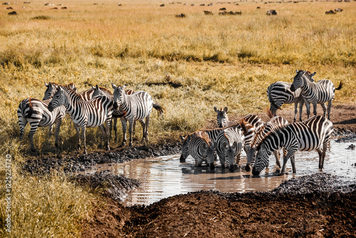 Herd of zebras at a watering hole in the African savannah