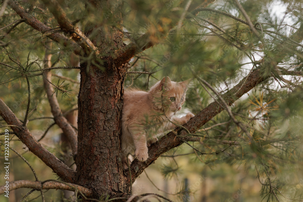 A curious and fluffy ginger kitten exploring outdoors climbing the pine tree A curious and fluffy ginger kitten exploring outdoors climbing the pine tree