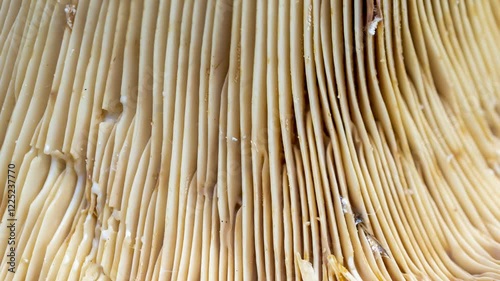 the bottom of the mushroom with gills
