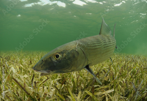 Bonefish swimming over grass flats
