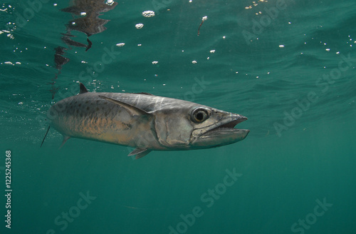 Kingfish swimming off the coast of Florida