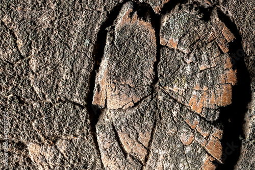 Old tree close-up. Wooden textured background