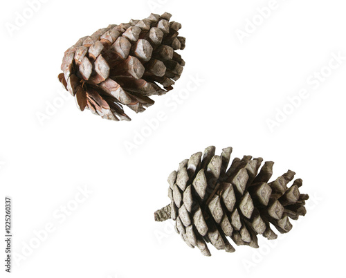 Piñas de pino recortadas photo