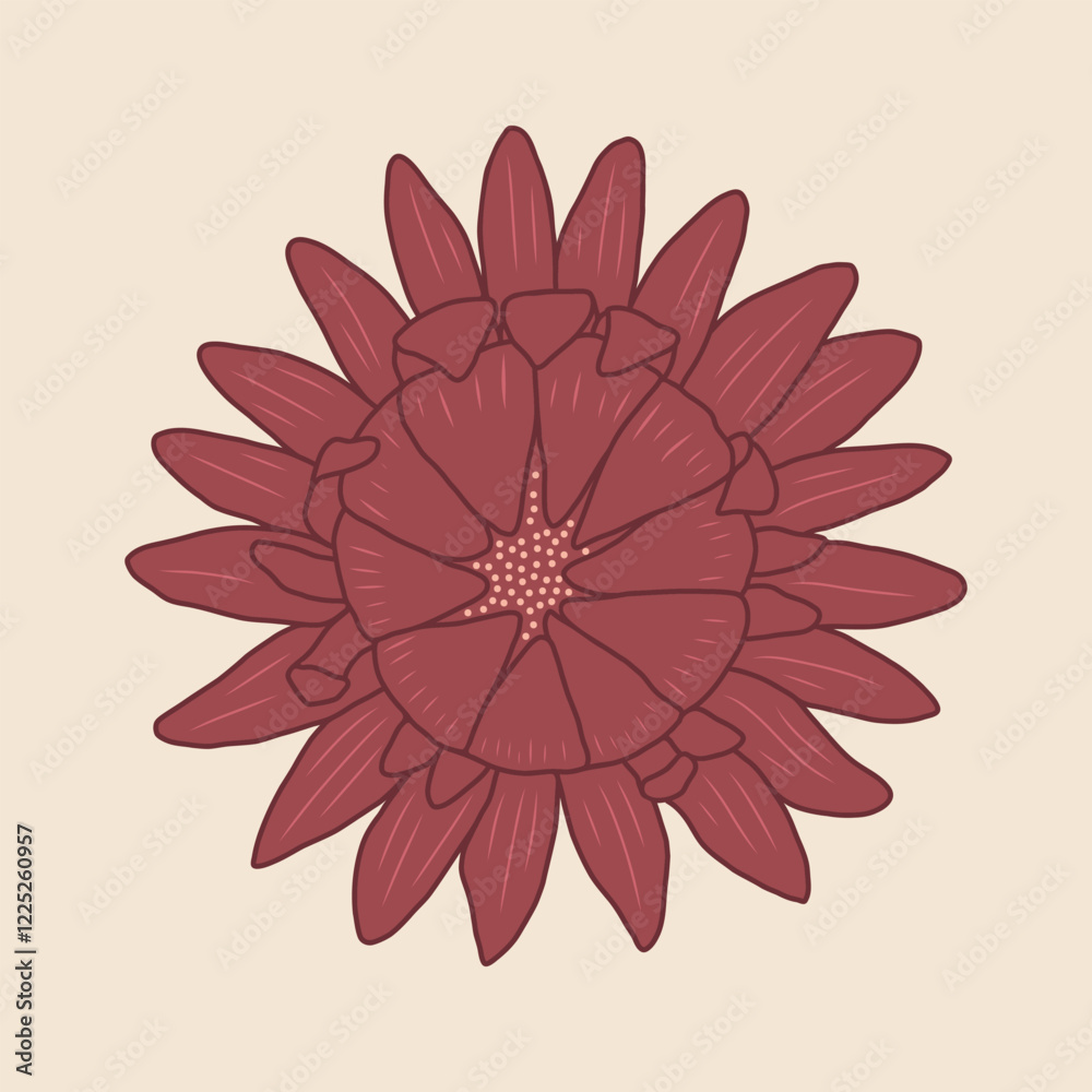 Fototapeta premium Burgundy flower vector illustration. Hand drawn dark red blooming flower head with petals on pastel beige background. Modern decorative botanical print design. Floral element top view for cards