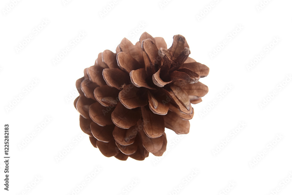 A single brown pine cone with open scales, isolated on a white background. Ideal for nature, autumn, winter, and holiday-themed designs or decorations A single brown pine cone with open scales, isolated on a white background. Ideal for nature, autumn, winter, and holiday-themed designs or decorations
