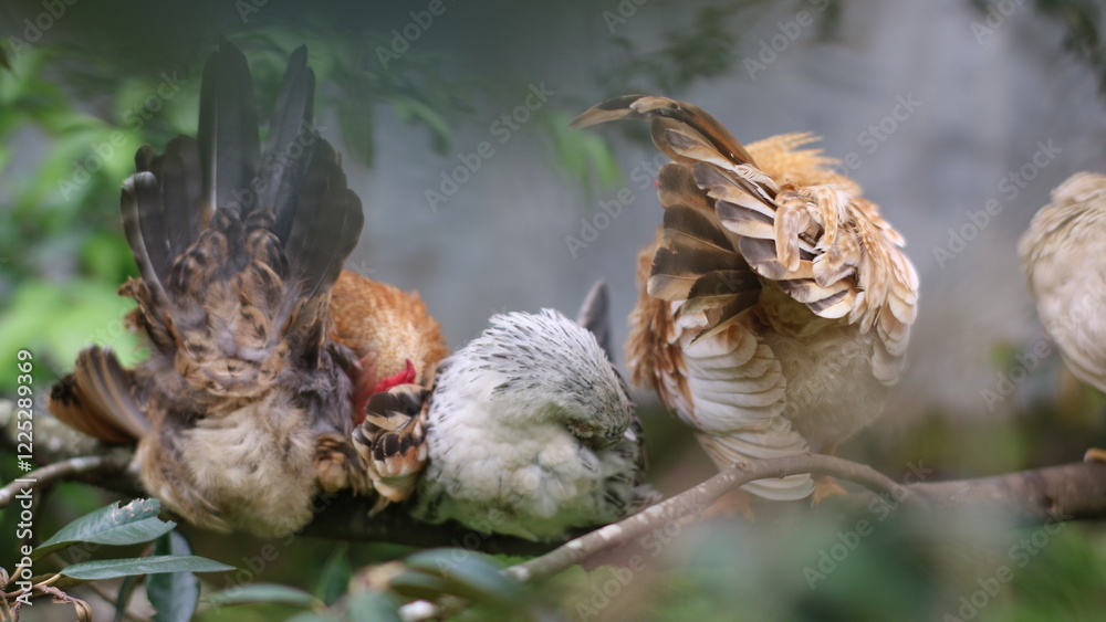 a group of chickens perched on a tree branch.