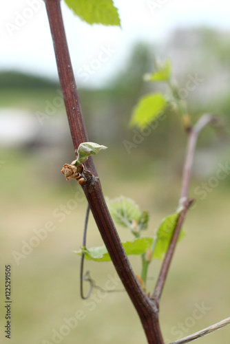 frozen and dried bud on grape vine in garden. consequences of spring frosts