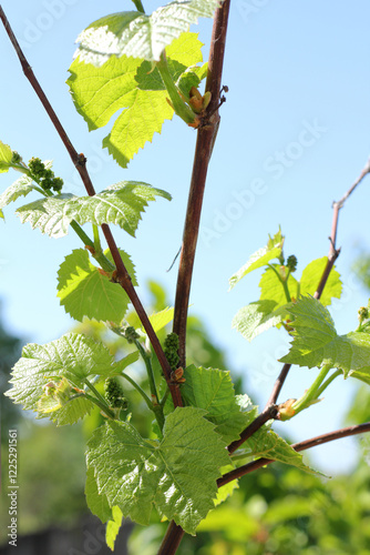 grape vine with small green shoots and fruits. the future harvest is warming itself in the sun