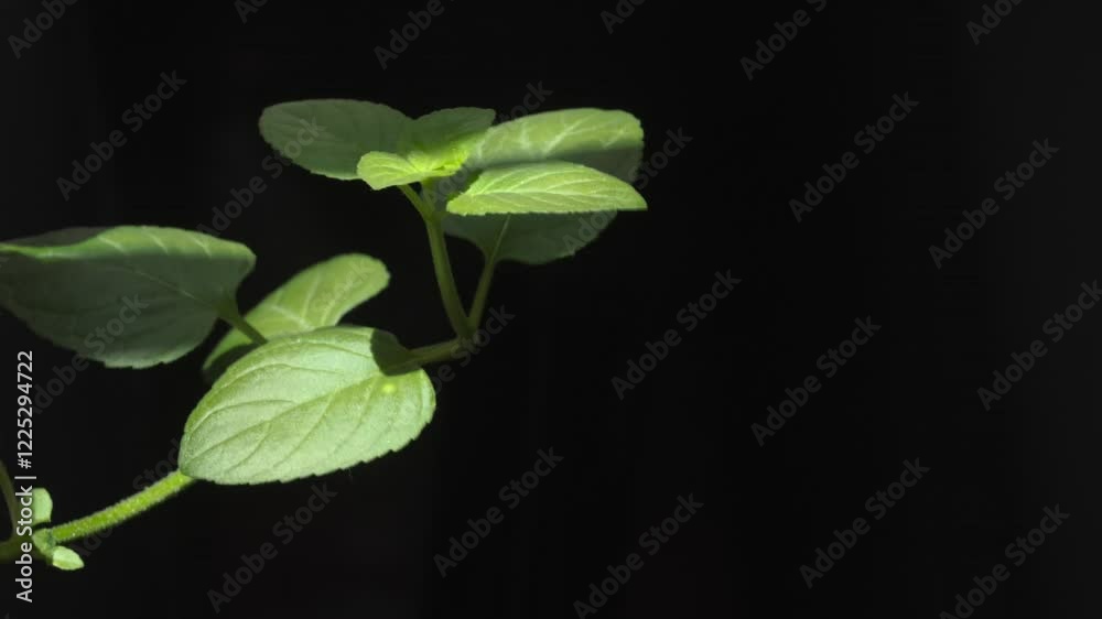 macro video shot of a vibrant sprig of fresh mint leaves against a dark background. The camera focuses on the intricate details of the leaves macro video shot of a vibrant sprig of fresh mint leaves against a dark background. The camera focuses on the intricate details of the leaves
