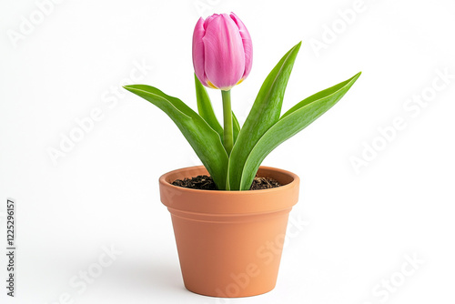 Isolated Potted Tulip Bulb with Vibrant Green Leaves - Ideal for Botanical Prints and Spring-themed Designs