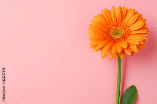 Isolated Single Gerbera Daisy in a Bright Orange Hue - Ideal for Spring-themed Designs and Floral Backgrounds