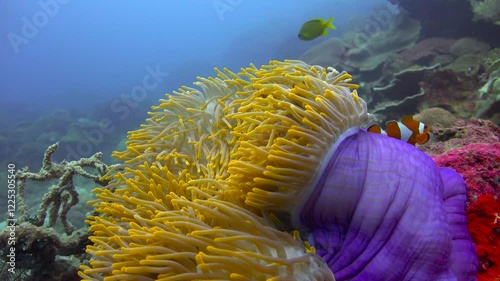Symbiosis of anemones and amphiprions.  Diving near the islands of Apo and Negros. Philippines. 