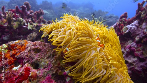 Symbiosis of anemones and amphiprions.  Diving near the islands of Apo and Negros. Philippines. 