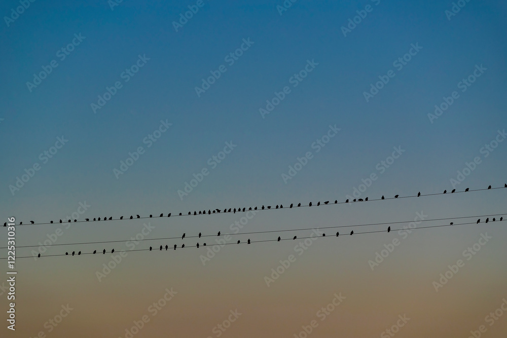 Flock of birds