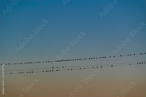 Flock of birds