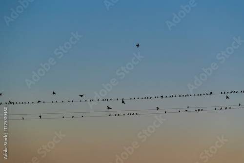 Flock of birds