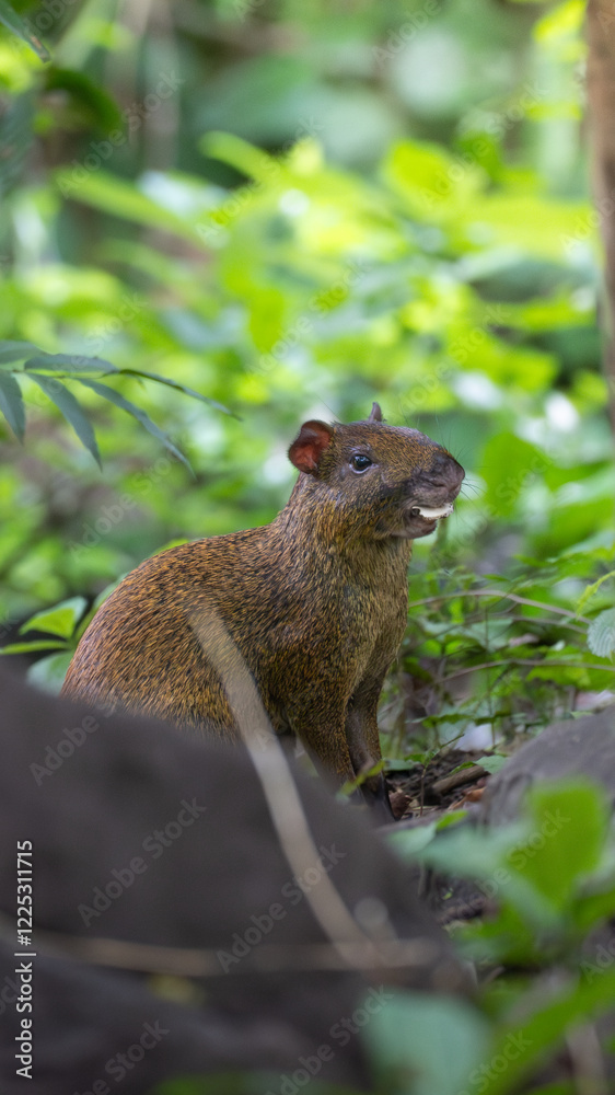 Fototapeta premium aguti eating a mushroom in the jungle