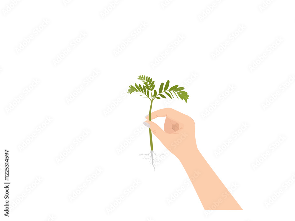 Tamarindus indica on a white background. Tamarindus indica on a white background.
