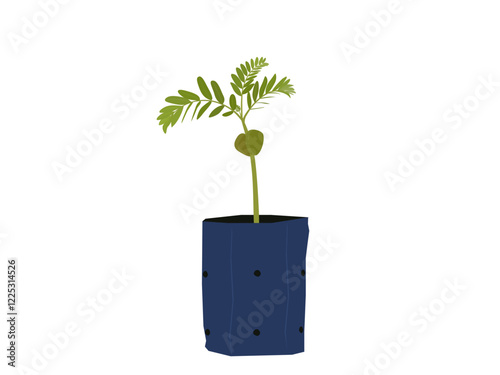 Tamarindus indica on a white background.