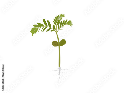 Tamarindus indica on a white background.