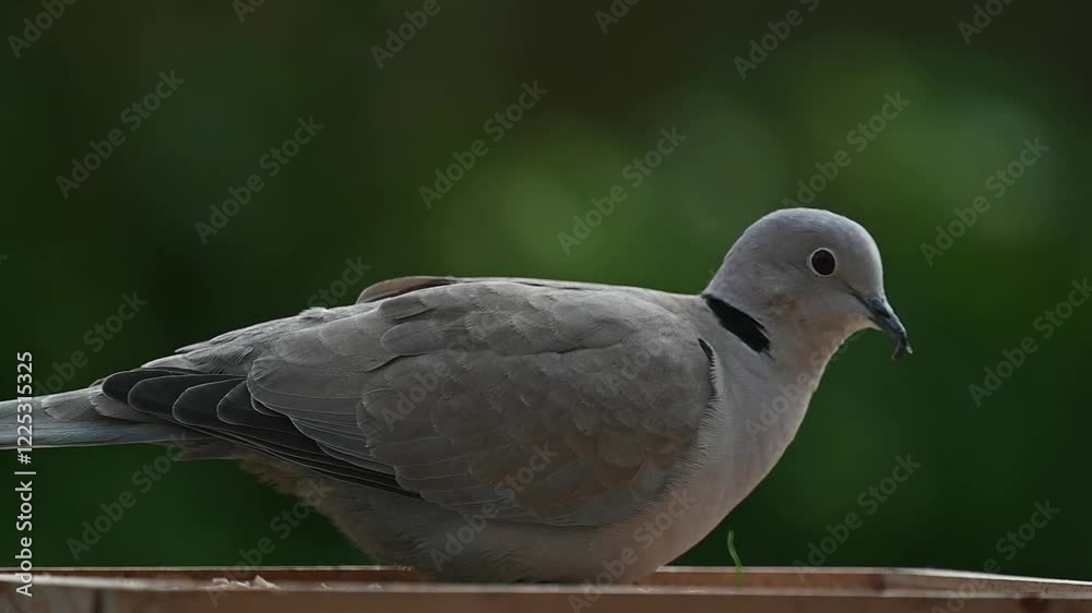 Collard Dove (Streptopelia decaocto) adult eating seeds from a garden bird table. Kent, UK 