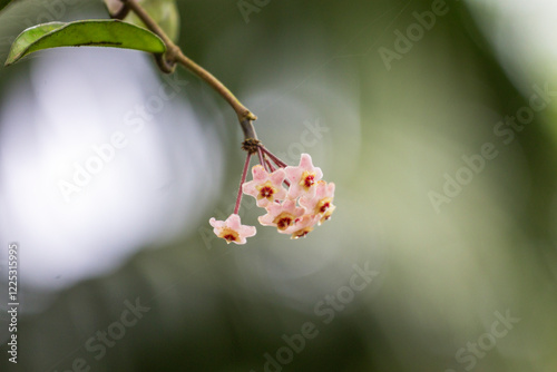 Delicate pink Hoya flower cluster hanging from branches with green leaves. Perfect for botanical projects, nature themes, or natural decor.