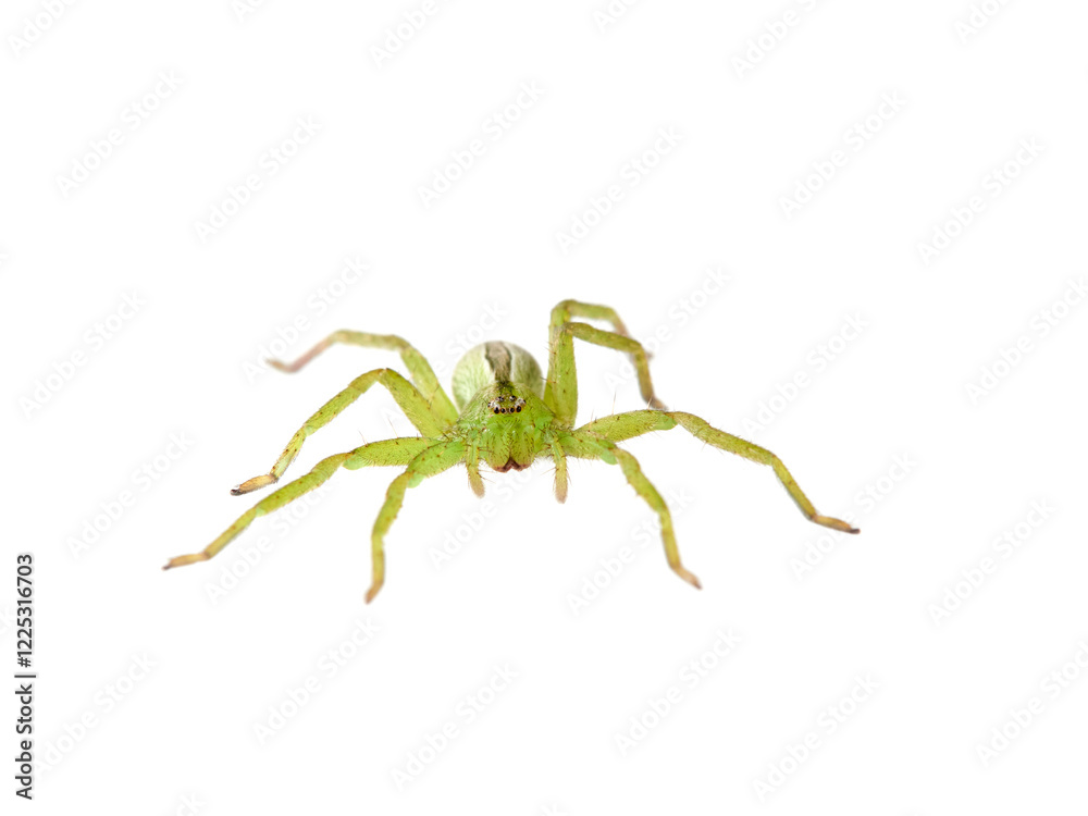 Green Huntsman Spider on a white background. Micrommata ligurina. Green Huntsman Spider on a white background. Micrommata ligurina.