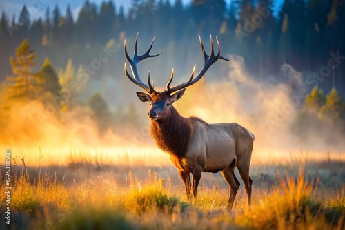 deer in the forest