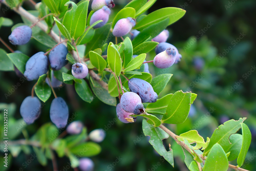 Close up view of Myrtus communis