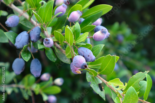 Obraz na płótnie Close up view of Myrtus communis w salonie