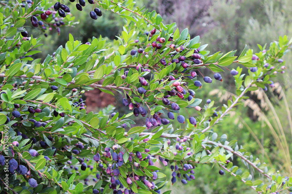Close up view of Myrtus communis
