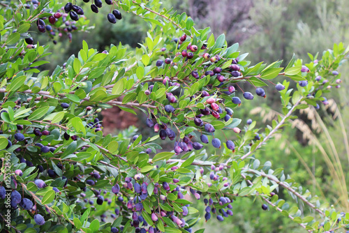 Obraz na płótnie Close up view of Myrtus communis w salonie