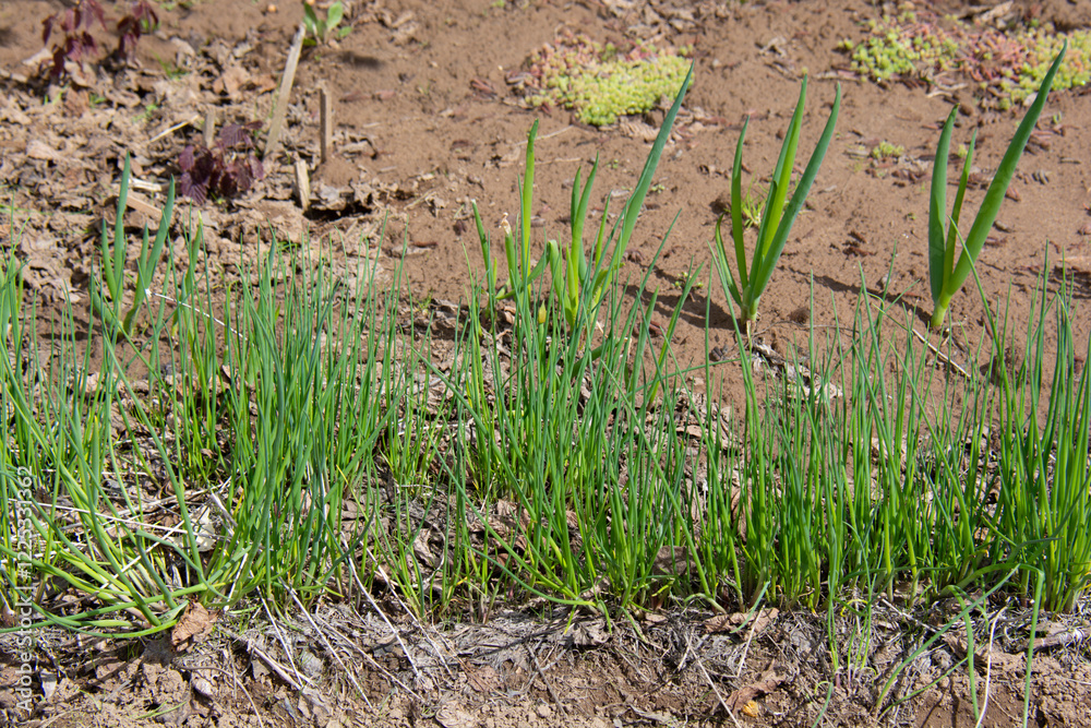 Bed with green onions in the garden in spring