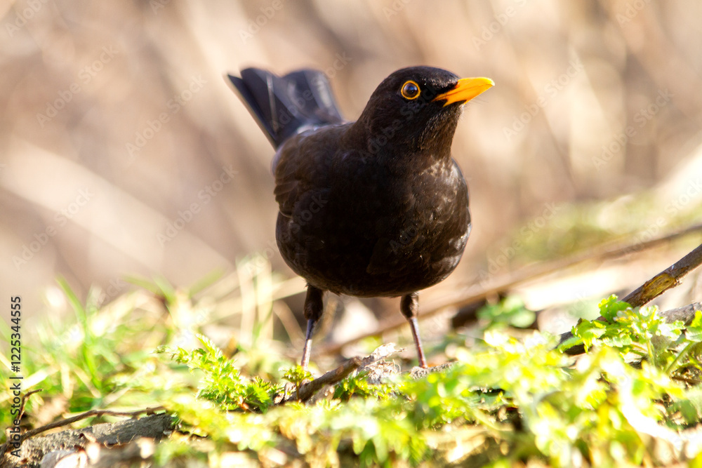 Obraz premium blackbird in a spring meadow
