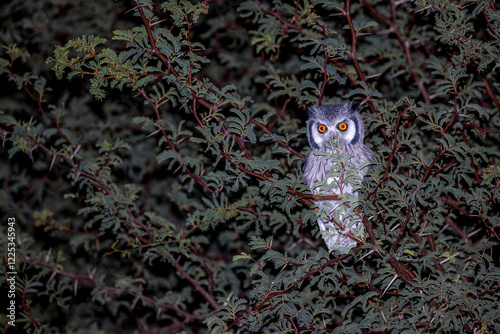 South Africa, Botswana, Kgalagadi Transfrontier Park, Verreaux's eagle-owl (Bubo lacteus) photo