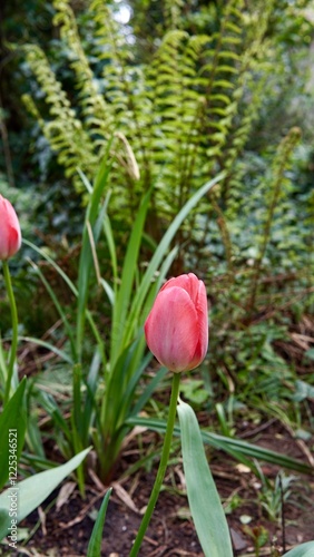 Rote Tulpen, Gräser, Farn im Frühling im Naturgarten. Frühlingsgefühle. photo