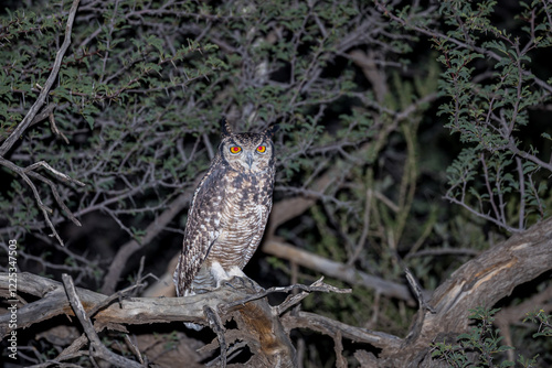 South Africa, Botswana, Kgalagadi Transfrontier Park, Cape eagle-owl (Bubo capensis) photo