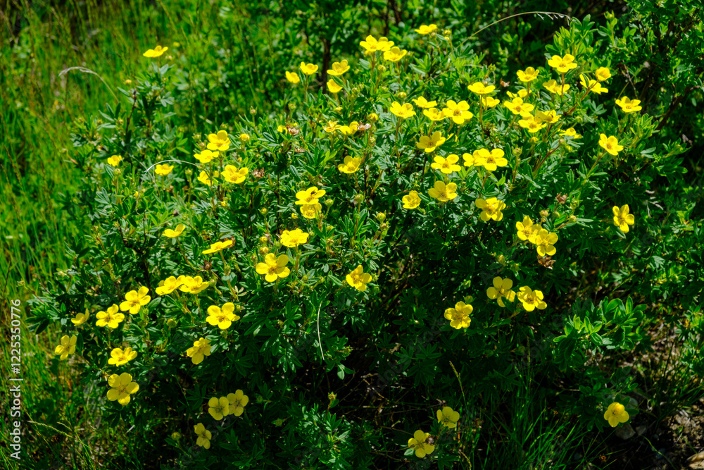 Obraz premium Bush with yellow flowers of dasiphora shrub or kuril tea shrubby five - leafed shrub