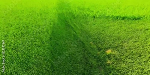 green grass background